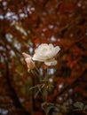 Vertical shot of a delicate white rose with the red autumn trees in the background Royalty Free Stock Photo