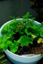 Vertical shot of a delta maidenhair fern in a pot