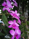 Vertical shot of dendrobiums growing in a garden at daylight with a blurry background Royalty Free Stock Photo