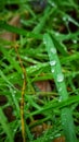 Vertical shot of dew ongreen grass