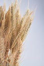 Vertical shot died cereal grains on white background. Royalty Free Stock Photo