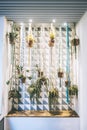 Vertical shot of different hanging plants in a pot