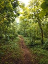 Vertical Shot Of A Dirt Walking Path In Forest Royalty Free Stock Photo