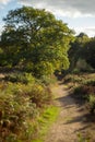 Vertical shot of a dirt road in the National Trust Public Park