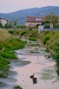 Vertical shot of a dirty river with ducks in a city Royalty Free Stock Photo
