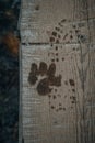 Vertical shot of a dog and human footprints on the wooden surface Royalty Free Stock Photo