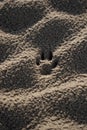 Vertical shot of a dog\'s pawprint on the sand-covered beach