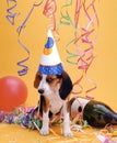 Vertical shot of a dog wearing a birthday celebration hat on a yellow background Royalty Free Stock Photo