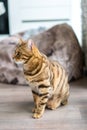 Vertical shot of a domestic Bengal cat standing on the floor with a blurry background Royalty Free Stock Photo
