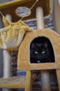 Vertical shot of a domestic green-eyed black cat lying in a cat house