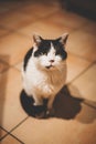 Vertical shot of a domestic short-haired cat on the floor