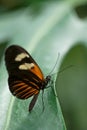 Vertical shot of a doris longwing perched on a green leaf Royalty Free Stock Photo