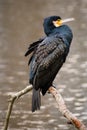 Vertical shot of a double-crested cormorant with a blurred background Royalty Free Stock Photo