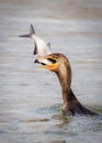 Vertical shot of a Double-crested cormorant in the water eating a fish Royalty Free Stock Photo