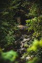 Vertical shot of a downhill river stream surrounded by vegetation found inside a forest