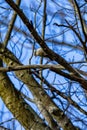 Vertical shot of a downy woodpecker perched on a bare tree branch. Royalty Free Stock Photo