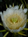 Vertical shot of a Dragon Fruit bloom at night Royalty Free Stock Photo