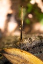 Vertical shot of a dragonfly on an old banana peel Royalty Free Stock Photo