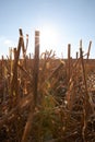 Vertical shot of a dried cane field on a sunny day with a blue sky in the background