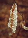 Vertical shot of a dried and curled up brown leaf Royalty Free Stock Photo