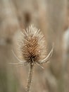 Vertical shot of a dried teasel plant on the field