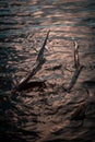 Vertical shot of dried tree branches falling on a river with a reflection of the sun on the surface Royalty Free Stock Photo