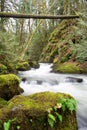 Vertical shot of the Drift Creek in Oregon, United States