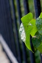 Vertical shot of drips of water on a plant's leaves Royalty Free Stock Photo