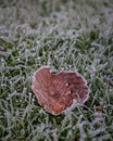 Vertical shot of a dry beech tree leaf in frosty grass Royalty Free Stock Photo