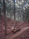 Vertical shot of a dry leafless dense forest with fallen branches and broken logs