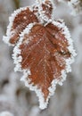 Vertical shot of dry leaves surrounded by snow Royalty Free Stock Photo