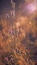 Vertical shot of a dry spiky plant in a dry grassy field Royalty Free Stock Photo