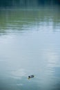 Vertical shot of a duck swimming in a lkae Royalty Free Stock Photo