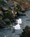 Vertical shot of ducks and their babies marching in a river