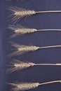 Vertical shot ears of dried wheat on dark background. Royalty Free Stock Photo