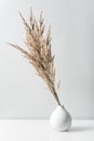 Vertical shot of ears of wheat on an isolated background Royalty Free Stock Photo