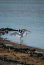 Vertical shot of an Eastern great egret looking for prey in the water with its wings open Royalty Free Stock Photo