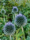 Vertical shot of echinops flowers on blurred background Royalty Free Stock Photo