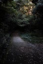 Vertical shot of an eery path leading into darkness