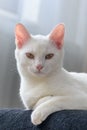 Vertical shot of an elegant white cat with yellow eyes sits on the couch Royalty Free Stock Photo