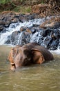 Vertical shot of an elephant in a pond in Saen Monorom, Cambodia Royalty Free Stock Photo