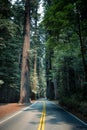 Vertical shot of an empty Redwood Highway surrounded by tall green trees in California, USA Royalty Free Stock Photo