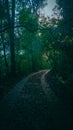 A vertical shot of an empty road in the middle of a forest Royalty Free Stock Photo