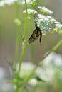 Vertical shot of a Ephemera vulgata mayfly resting on a flower on the blurred background