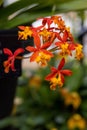 Vertical shot of epidendrum ibaguense flowers growing in a garden