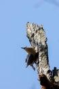 Vertical shot of a Eurasian nuthatch or wood nuthatch (Sitta europaea) perched on a tree trunk Royalty Free Stock Photo