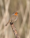 Vertical shot of an European robin redbreast bird perching on dead broken tree branch Royalty Free Stock Photo