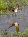 Vertical shot of a European swallow bird flying over a lake