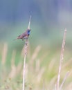 Vertical shot of a European swallow perched on a dry plant