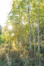 Vertical shot of an Evening sun through aspen trees